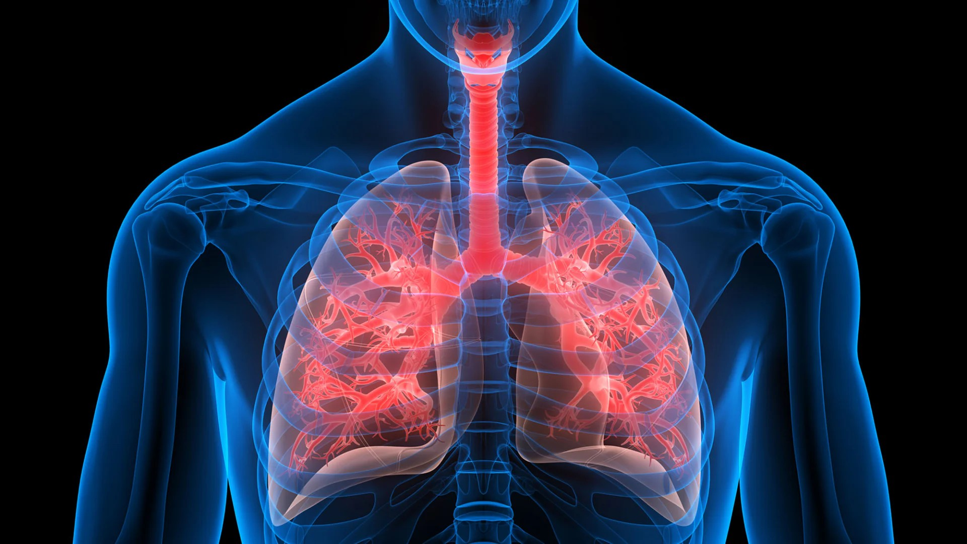 3D-Darstellung des menschlichen Oberkörpers mit hervorgehobenen Lungen und Atemwegen in Rot, um anatomische Strukturen zu zeigen. Darstellung zeigt Luftröhre, Bronchien und Lungenflügel mit transparentem Skelett und Muskeln im Hintergrund für medizinische